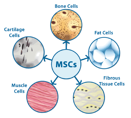 Mesenchymal Stem Cells